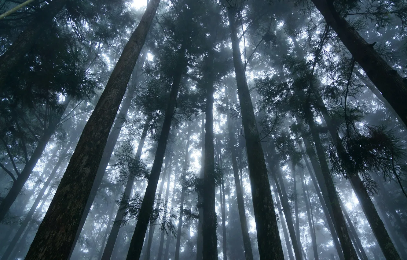 Photo wallpaper winter, forest, snow, trees, nature, branch