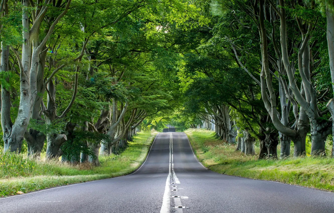 Photo wallpaper road, greens, grass, asphalt, trees, nature, foliage, England