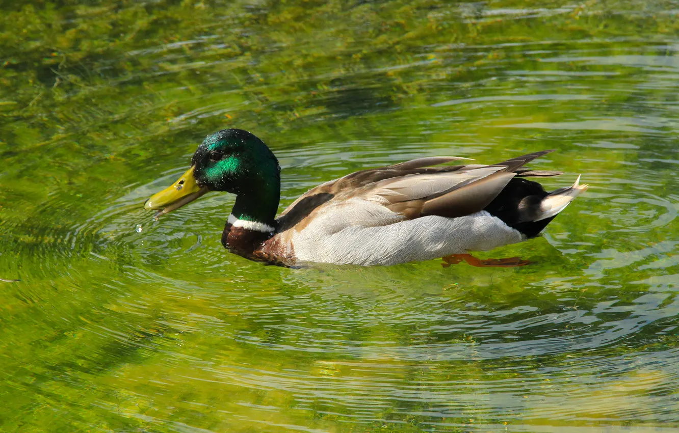 Photo wallpaper bird, water, duck, swim