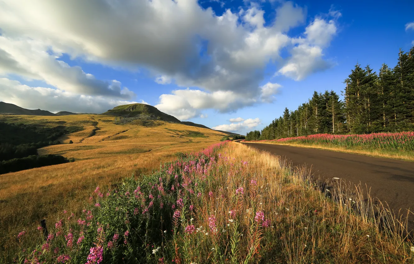 Photo wallpaper road, field, mountains, Ivan-tea