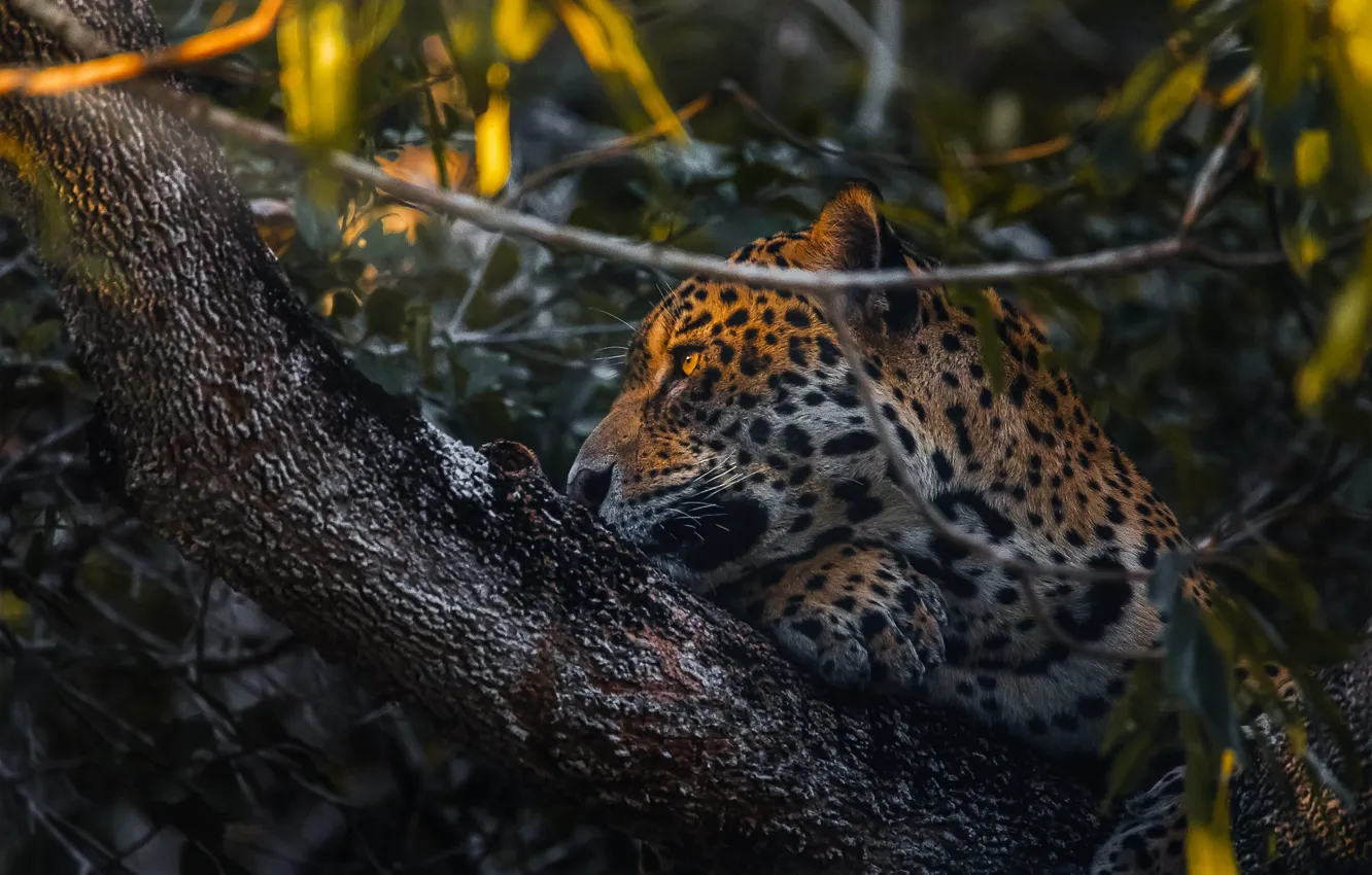 Photo wallpaper face, trees, branches, Jaguar, profile