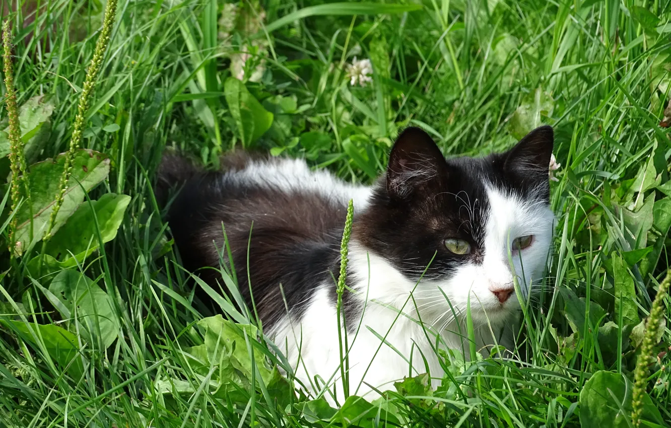 Photo wallpaper cat, grass, look, ears, motley