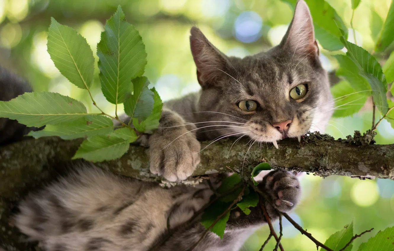 Photo wallpaper cat, cat, look, leaves, branch, on the tree, Kote