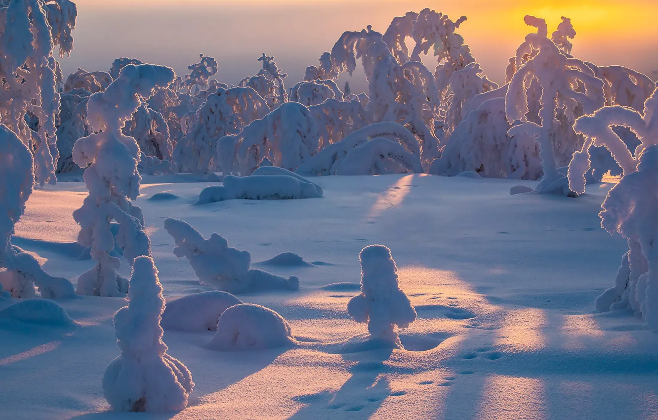 Photo wallpaper winter, snow, trees, the snow, Finland, Finland, Lapland, Lapland