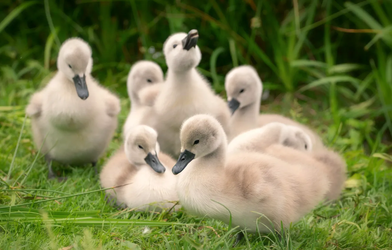 Photo wallpaper grass, nature, bird, shore, glade, baby, company, swans