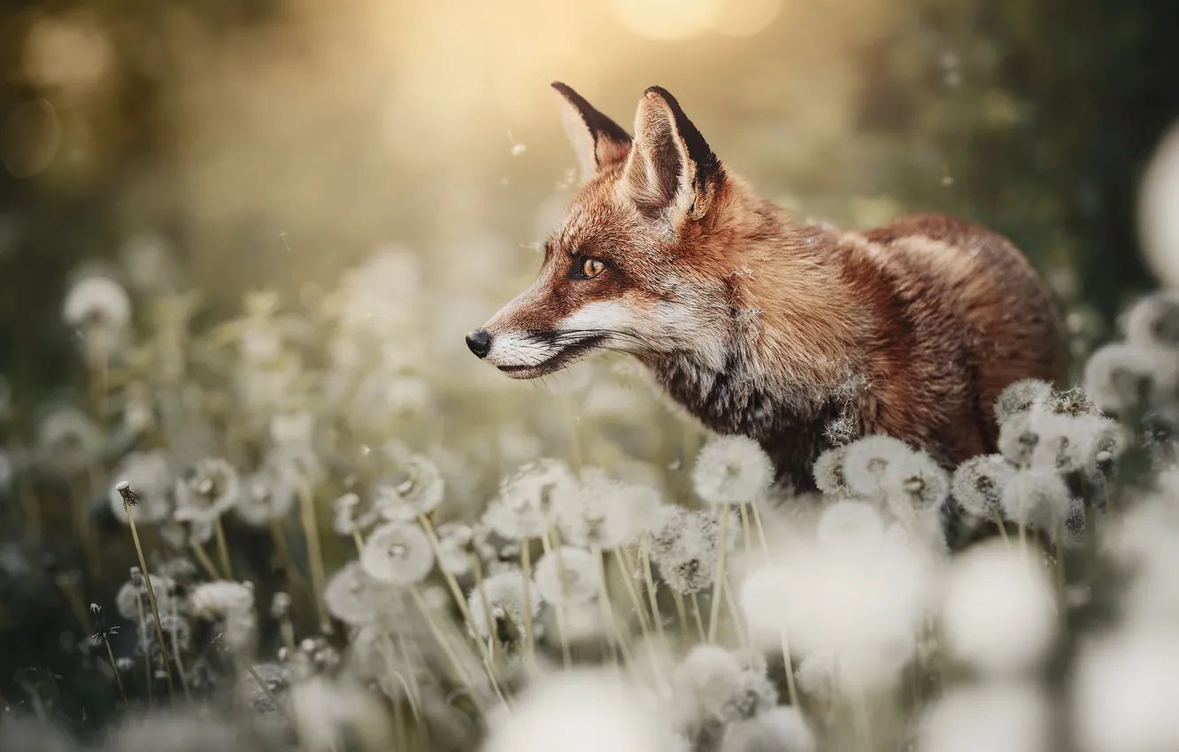Photo wallpaper summer, dandelion, Fox