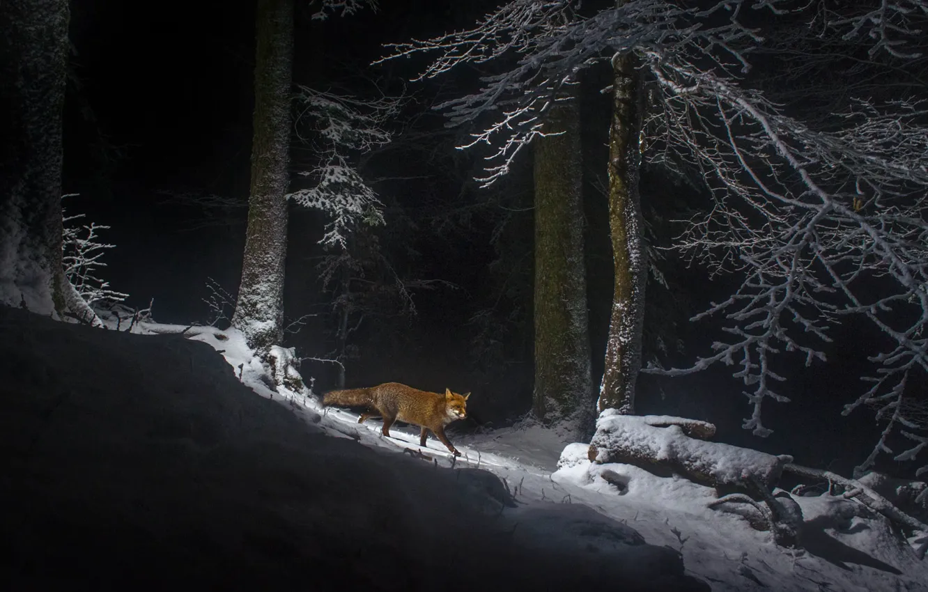 Photo wallpaper winter, forest, snow, mountains, Switzerland, Fox, Fox, Jura