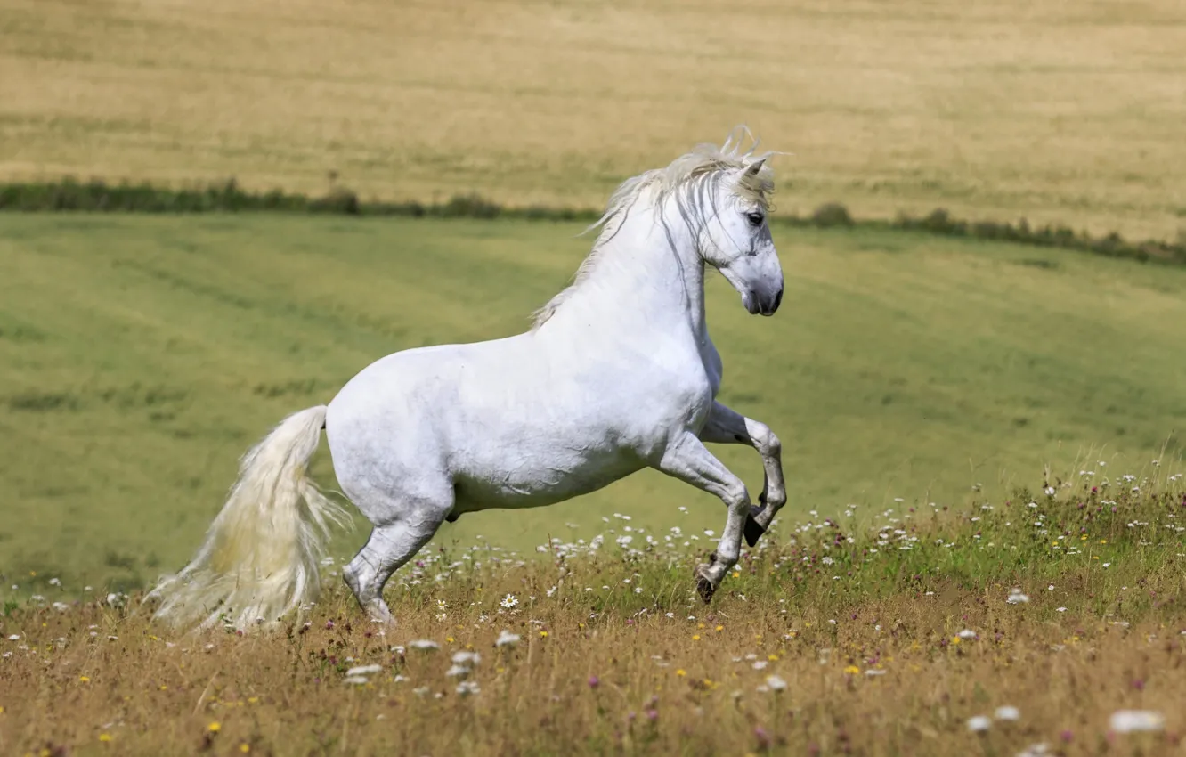 Photo wallpaper white, summer, flowers, horse, horse, stallion, meadow, space