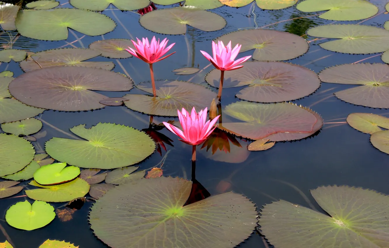 Photo wallpaper flowers, lake, Lotus, pink, flowers, lake, lotus, water lilies