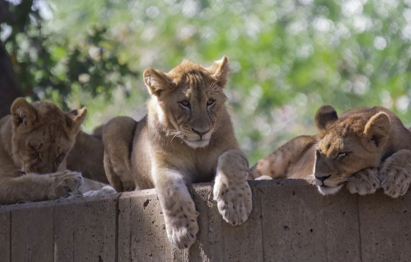 Photo wallpaper stay, family, wild cats, the cubs, trio, zoo, cubs