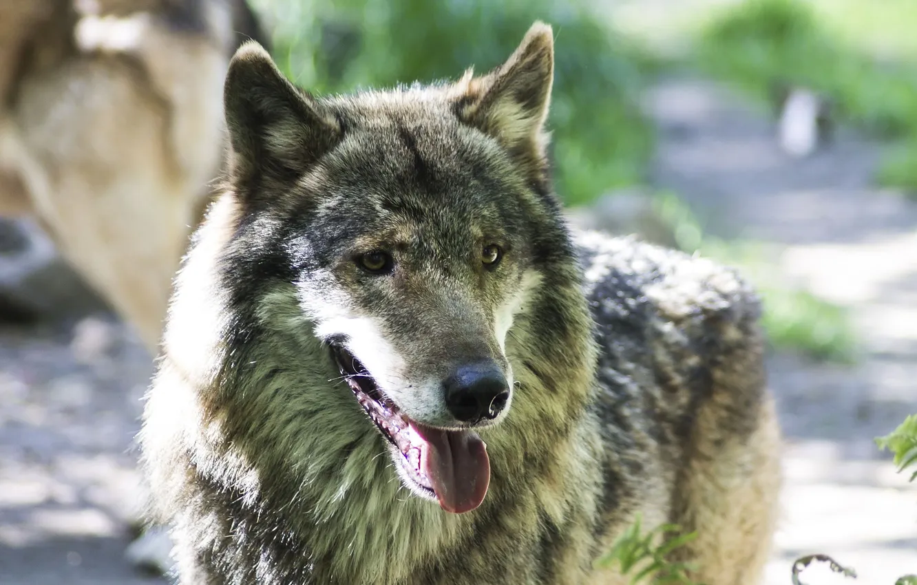 Photo wallpaper nature, snow, predator, face, animal, wolf, wolves, wildlife