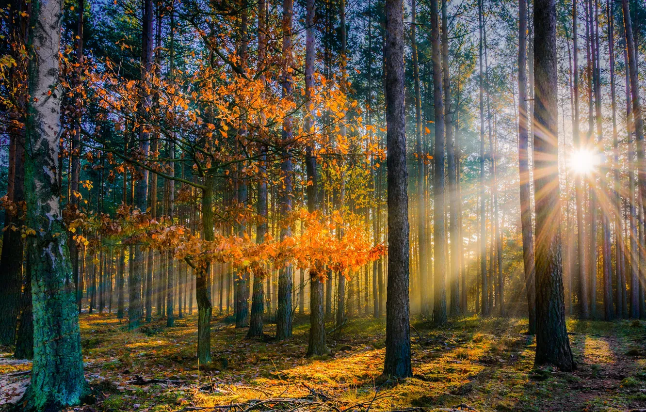 Photo wallpaper autumn, forest, the sun, rays, light, trees, Park, foliage