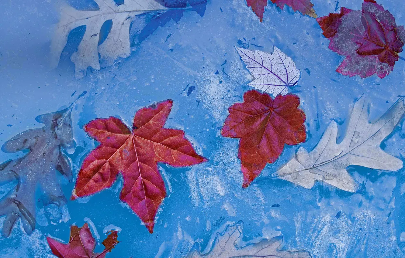 Photo wallpaper ice, autumn, leaves