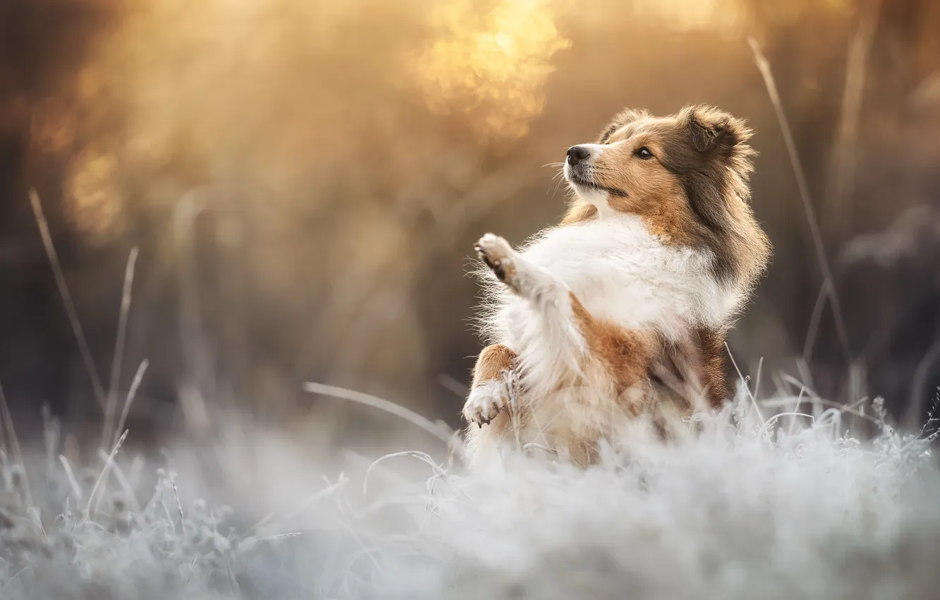 Photo wallpaper grass, dog, paws, stand, bokeh, Sheltie, Shetland Sheepdog