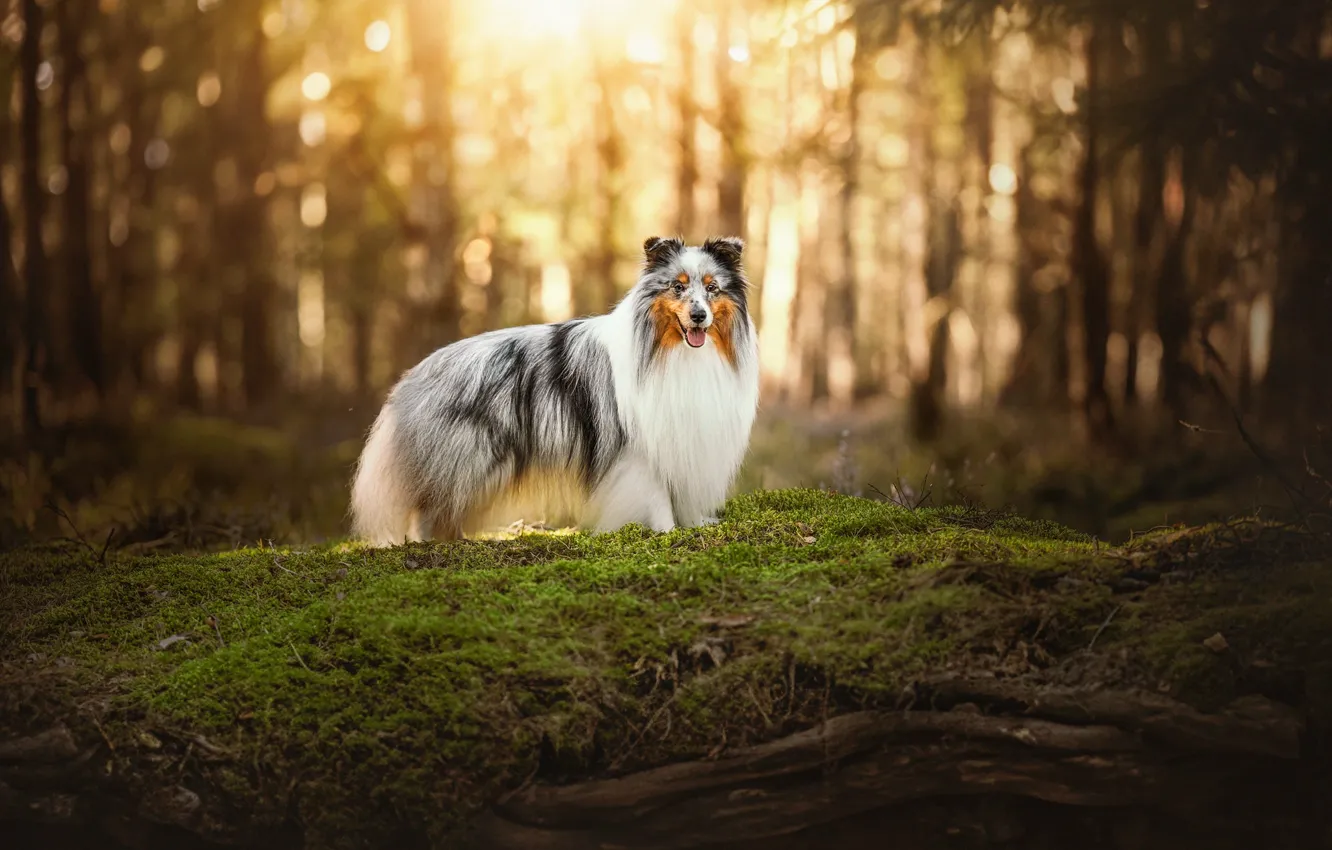 Photo wallpaper forest, dog, collie, Sheltie