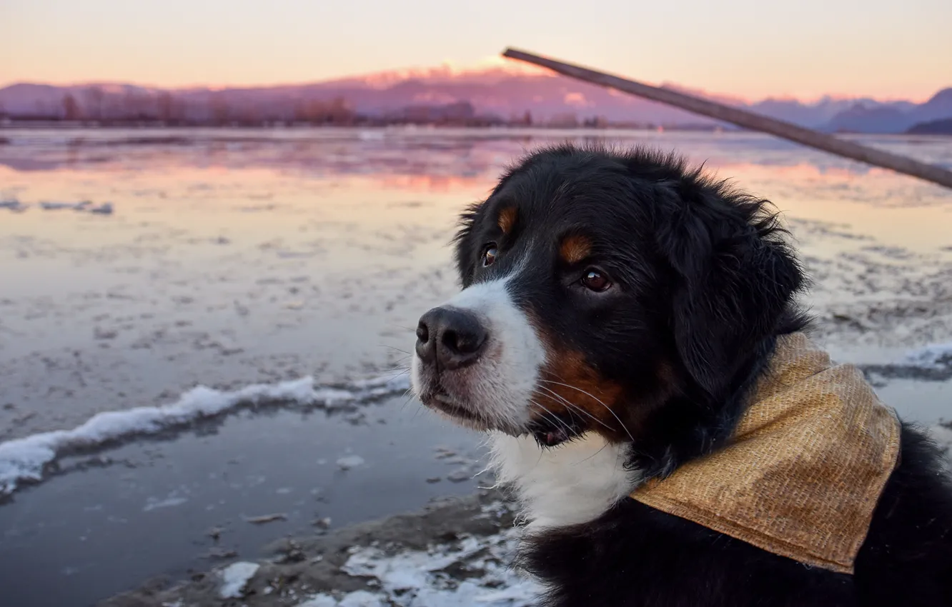 Photo wallpaper ice, winter, look, snow, mountains, pose, dawn, portrait