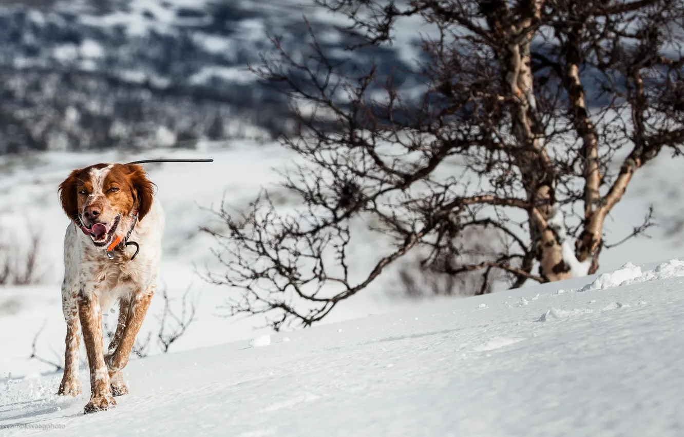 Photo wallpaper look, each, dog