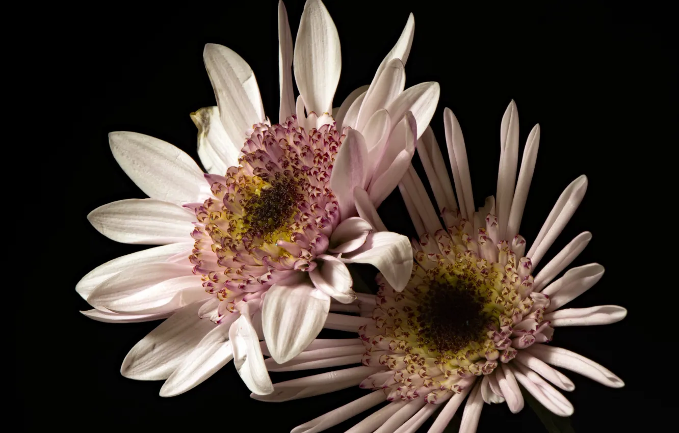 Photo wallpaper flowers, nature, background