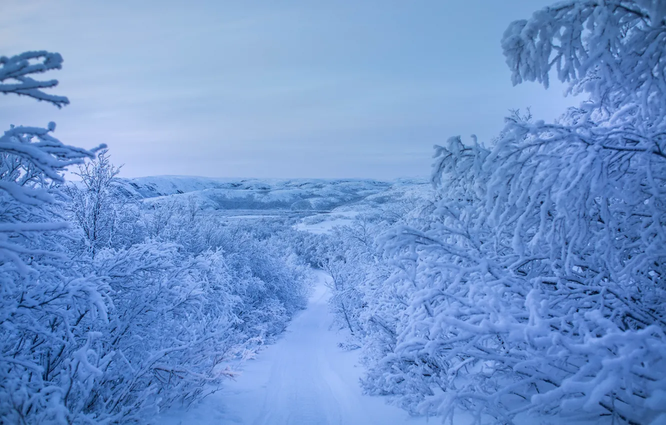 Photo wallpaper winter, road, snow, trees, branches, Russia, The Arctic