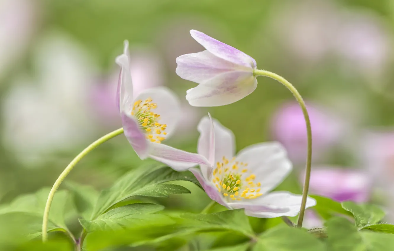 Photo wallpaper pink, anemones, anemone