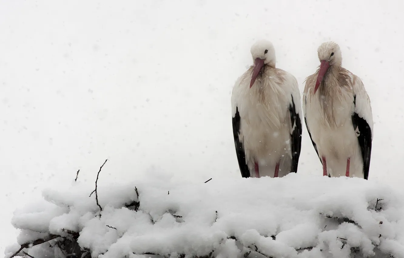 Photo wallpaper snow, birds, nature, storks