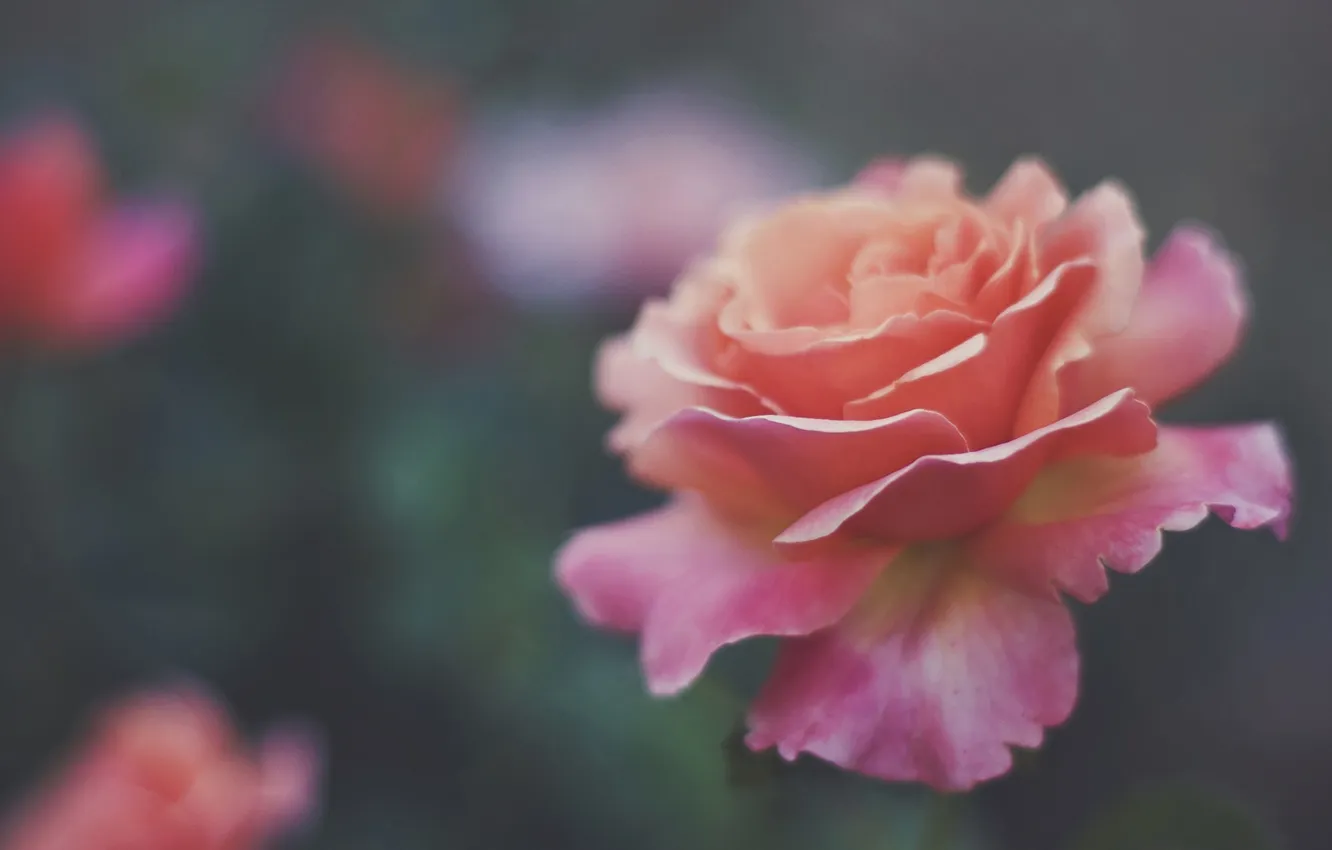 Photo wallpaper flower, rose, petals, blur, gently