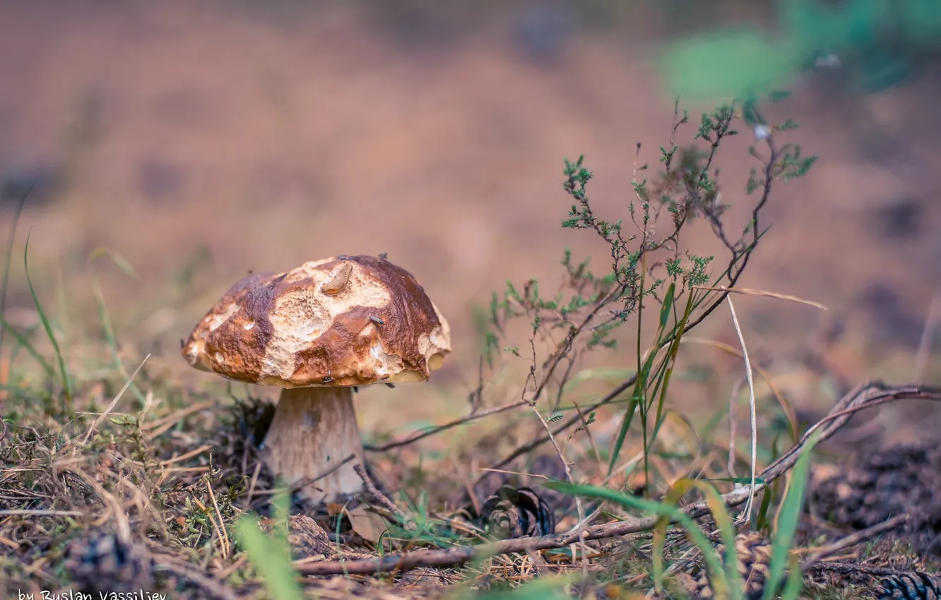 Photo wallpaper forest, macro, mushrooms