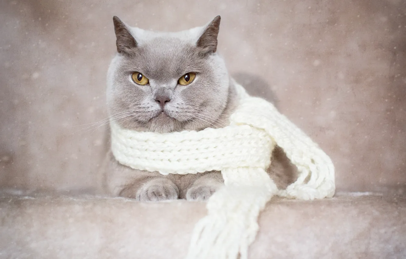 Photo wallpaper cat, look, background, portrait, scarf, British Shorthair