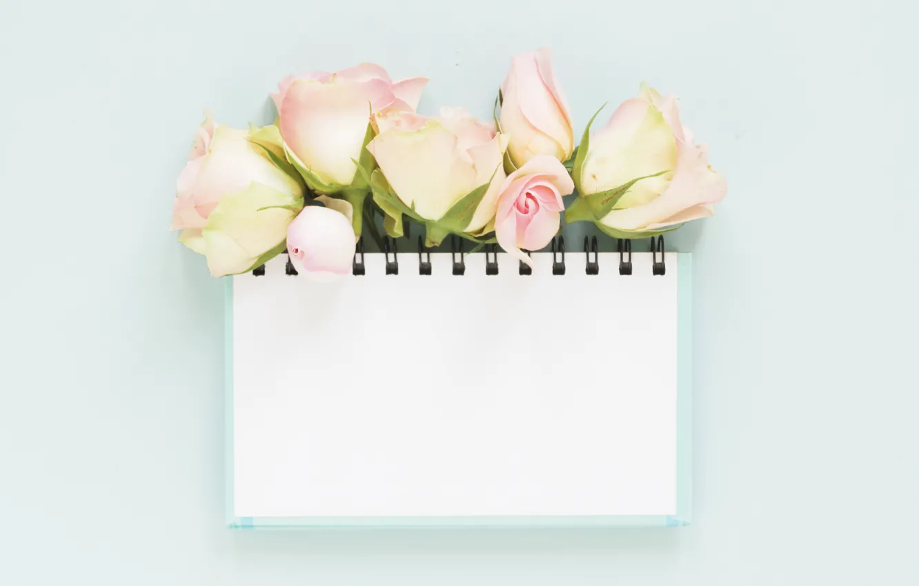 Photo wallpaper roses, Notepad, buds