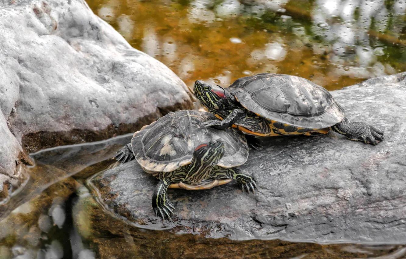 Photo wallpaper water, lake, glare, pond, stones, turtle, a couple, bokeh