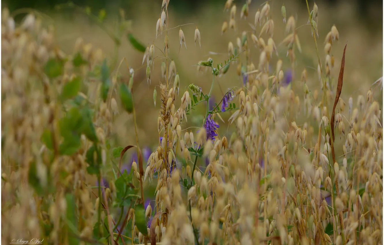 Photo wallpaper flowers, nature, ears, bindweed