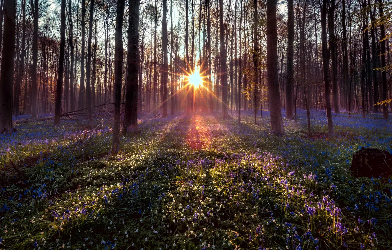 Photo wallpaper forest, the sun, trees, flowers, Park, spring, bells