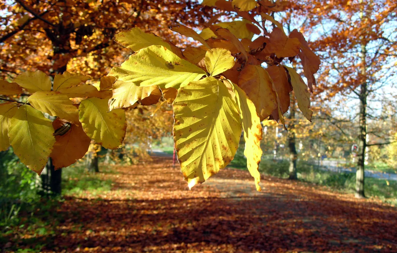 Photo wallpaper autumn, leaves, macro, yellow, bokeh