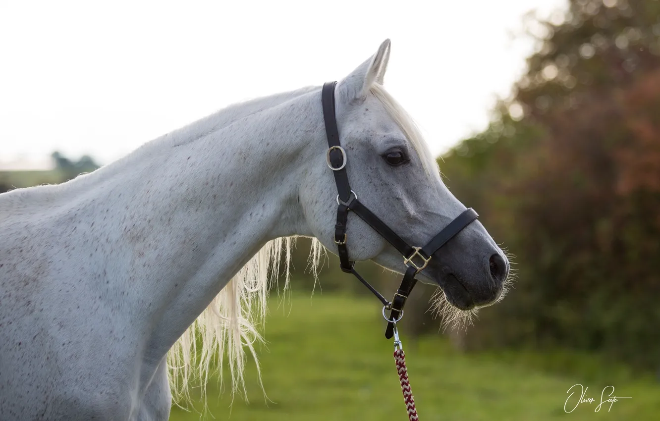 Photo wallpaper face, horse, horse, profile, halter