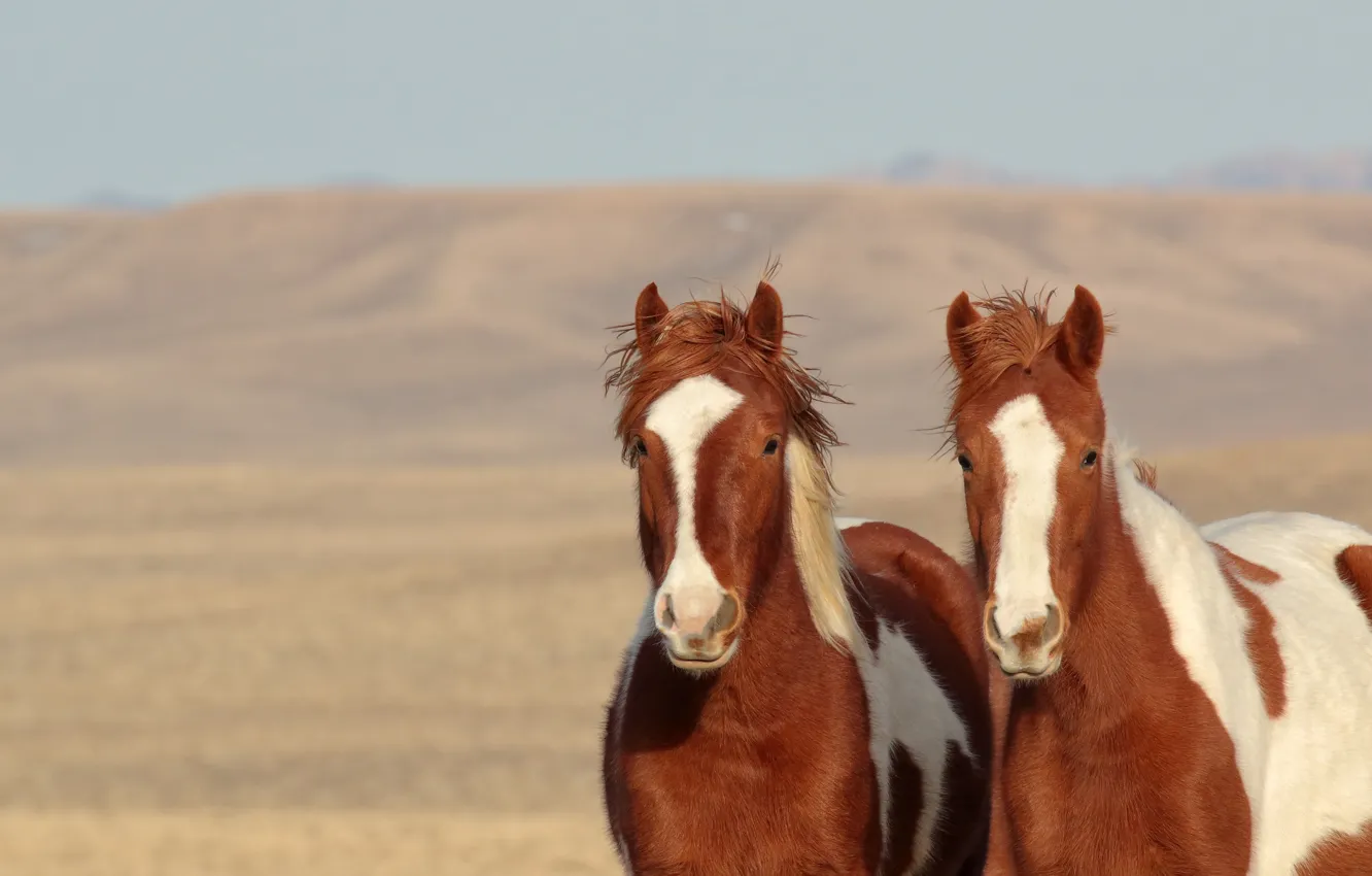 Photo wallpaper horses, horse, a couple, wild horses