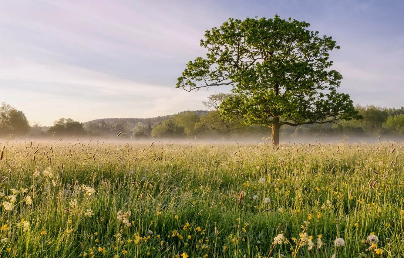 Photo wallpaper field, trees, landscape, fog