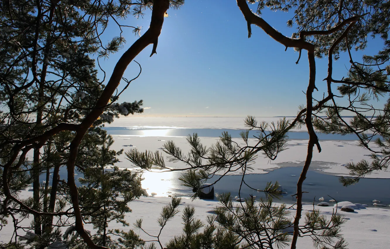 Photo wallpaper forest, landscape, nature, sea., real photo