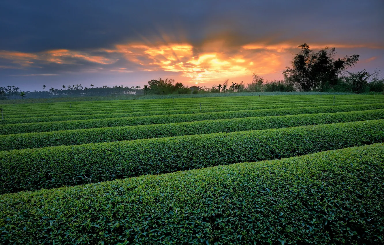 Photo wallpaper greens, field, trees, sunset, nature, the bushes, the ranks