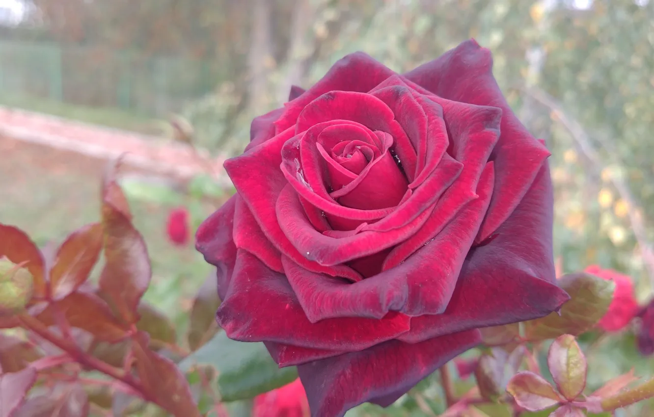 Photo wallpaper flower, rose, red, Meduzanol ©
