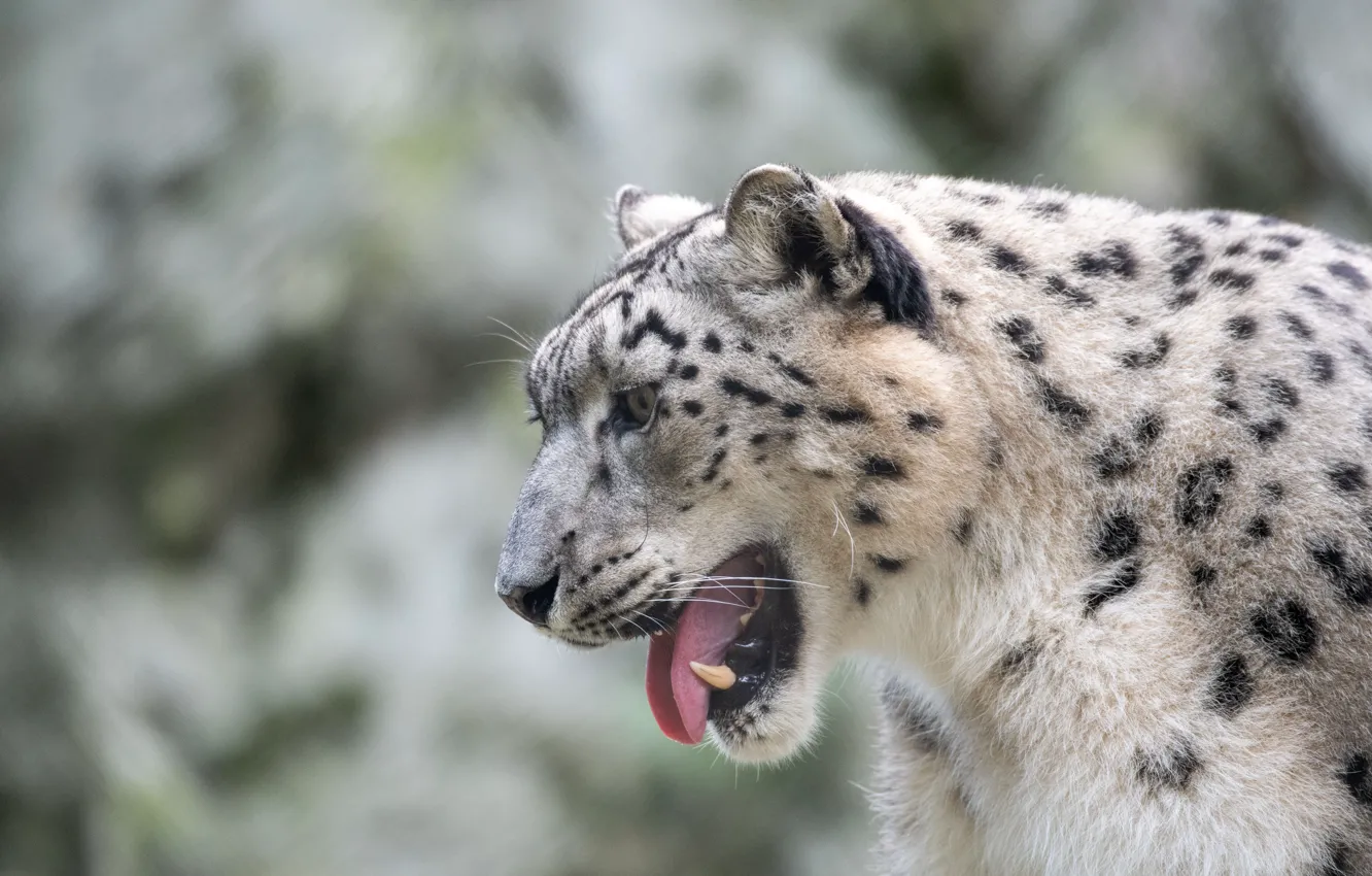 Photo wallpaper predator, mouth, fangs, IRBIS, snow leopard, snow leopard, big cat, predator