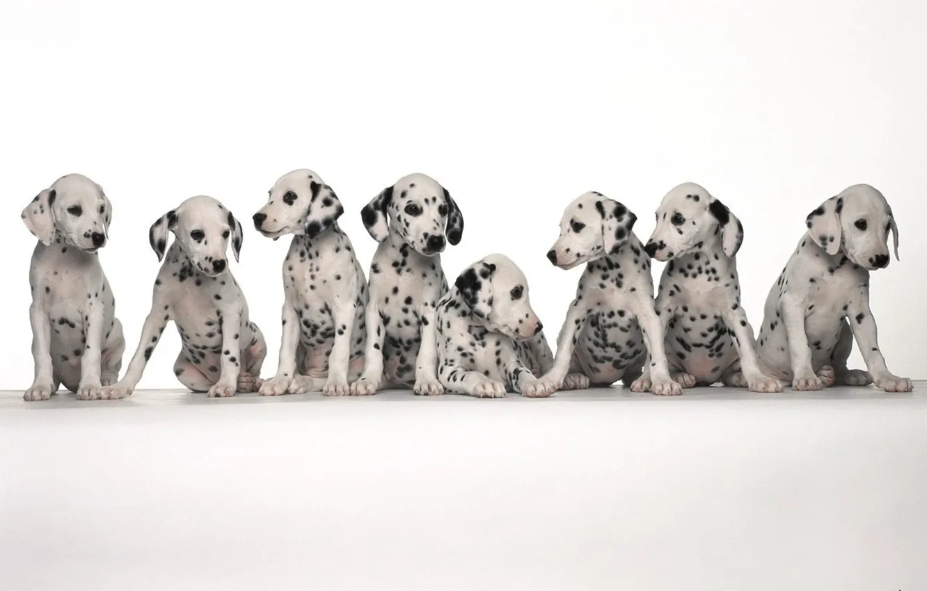 Photo wallpaper spot, dogs, sitting, Dalmatians