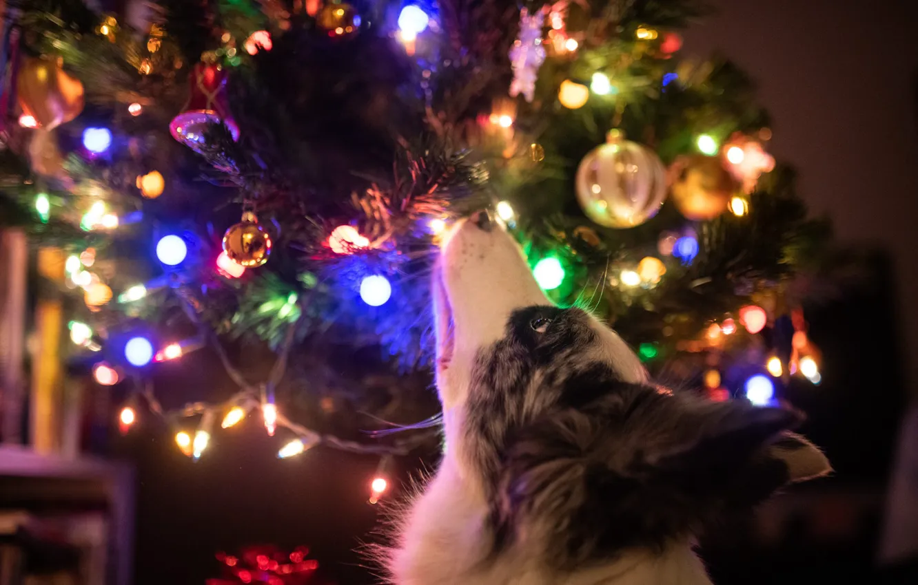 Photo wallpaper look, balls, light, branches, lights, pose, room, new year