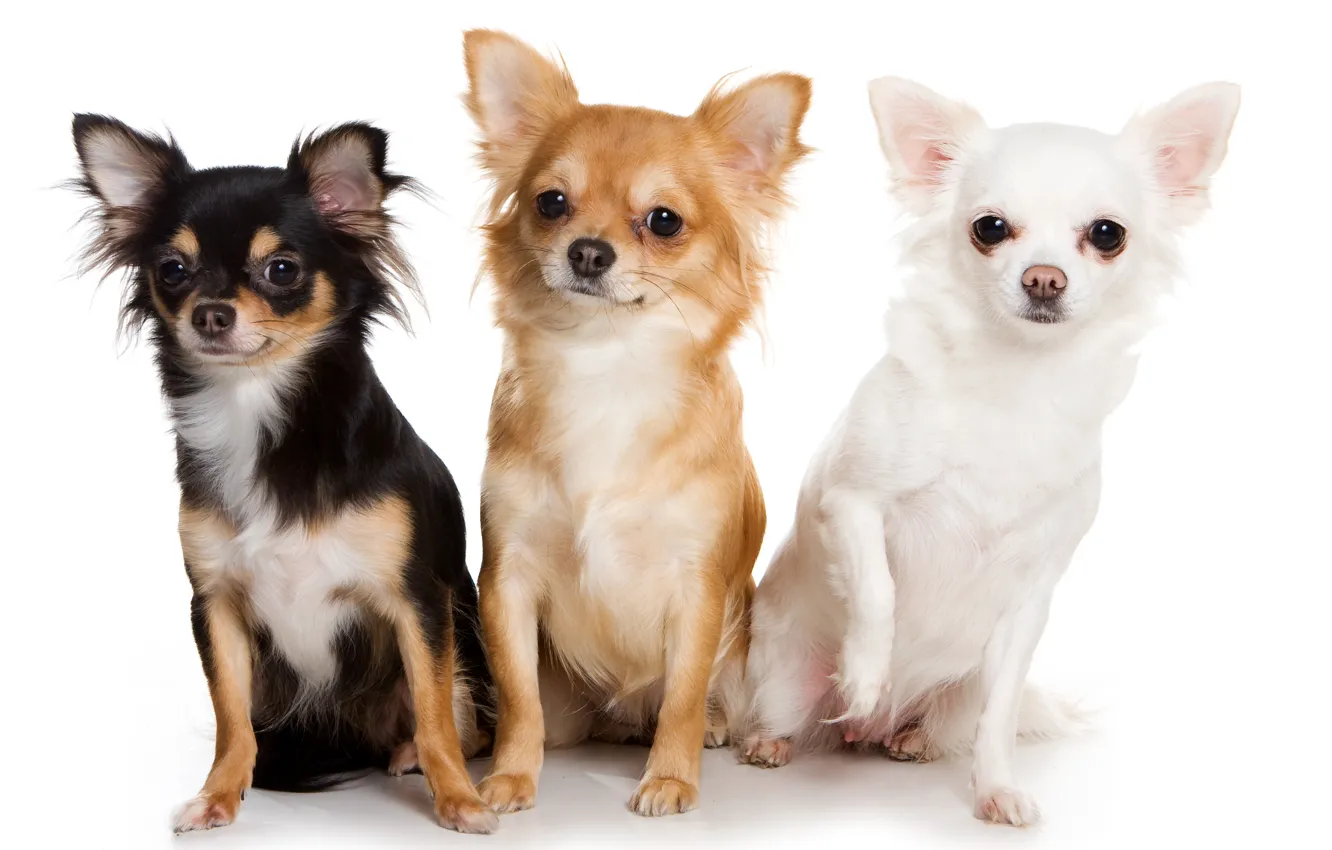 Photo wallpaper animals, Dogs, Chihuahua, Three