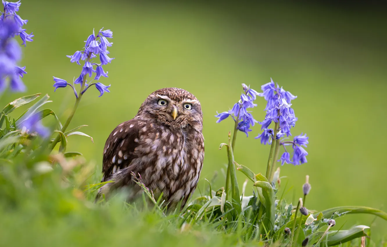 Photo wallpaper grass, look, flowers, nature, background, owl, bird, bells