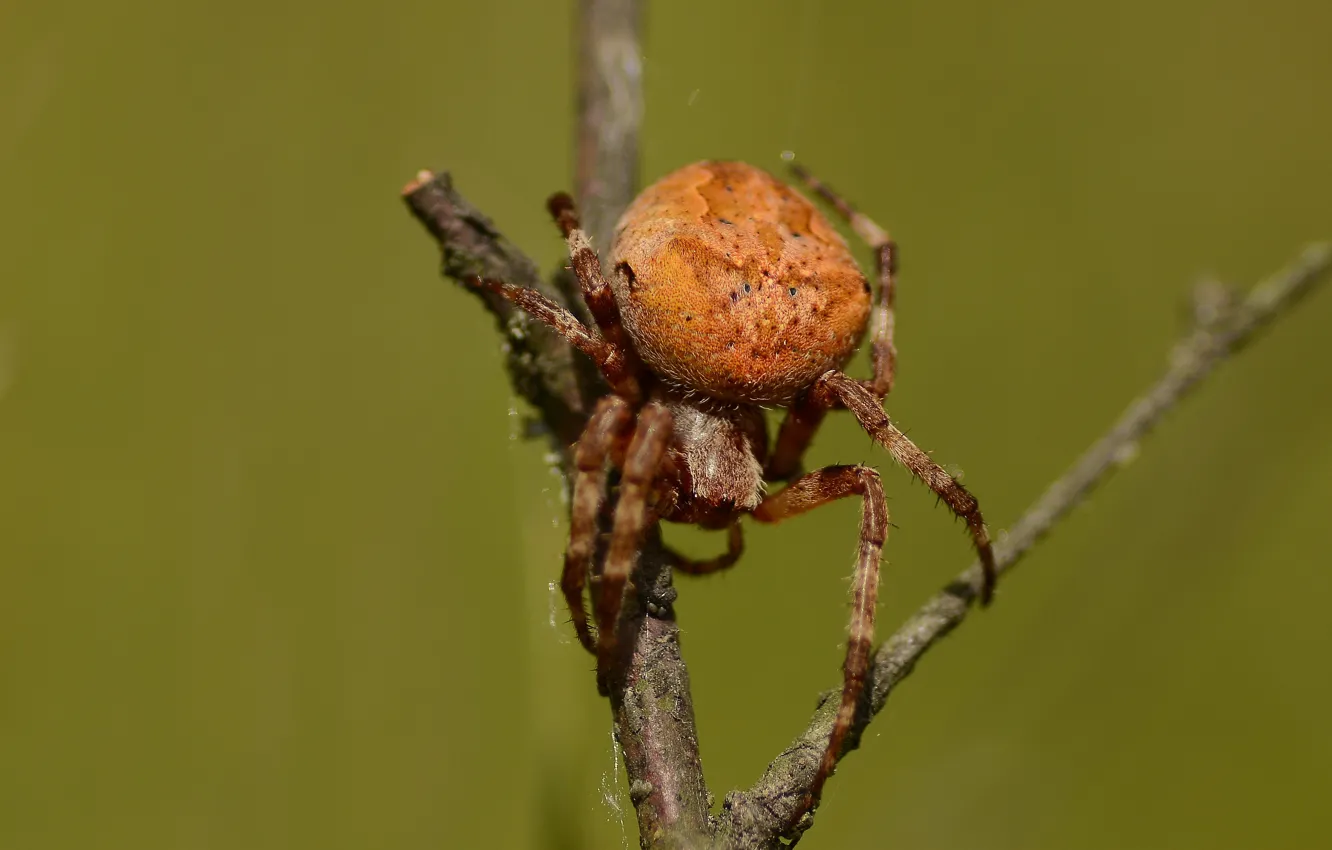 Photo wallpaper sprig, background, spider