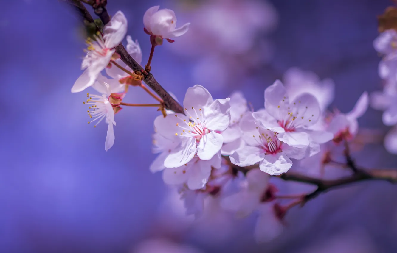 Photo wallpaper macro, flowers, branches, cherry, spring, flowering, bokeh