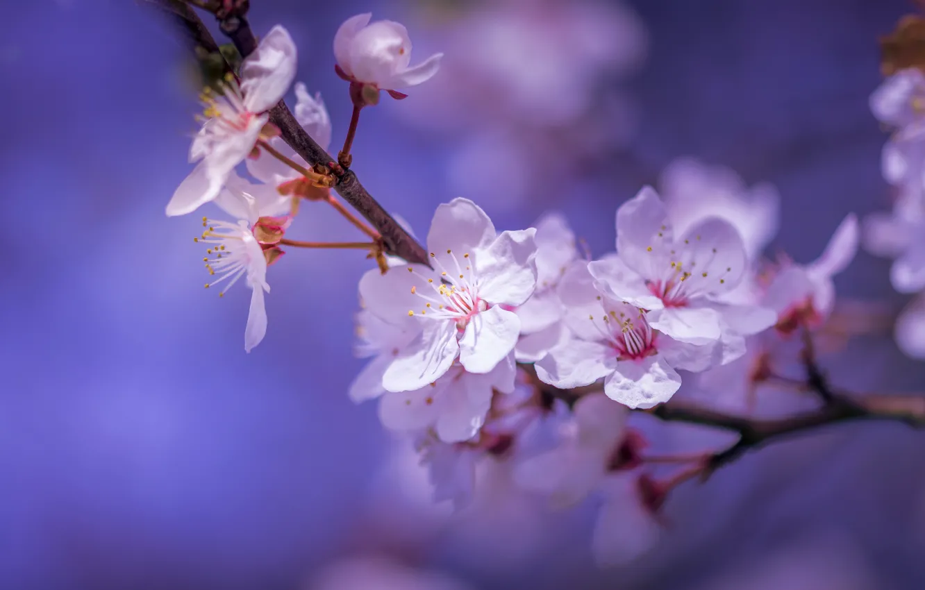 Photo wallpaper macro, cherry, branch, spring, flowering, flowers, bokeh