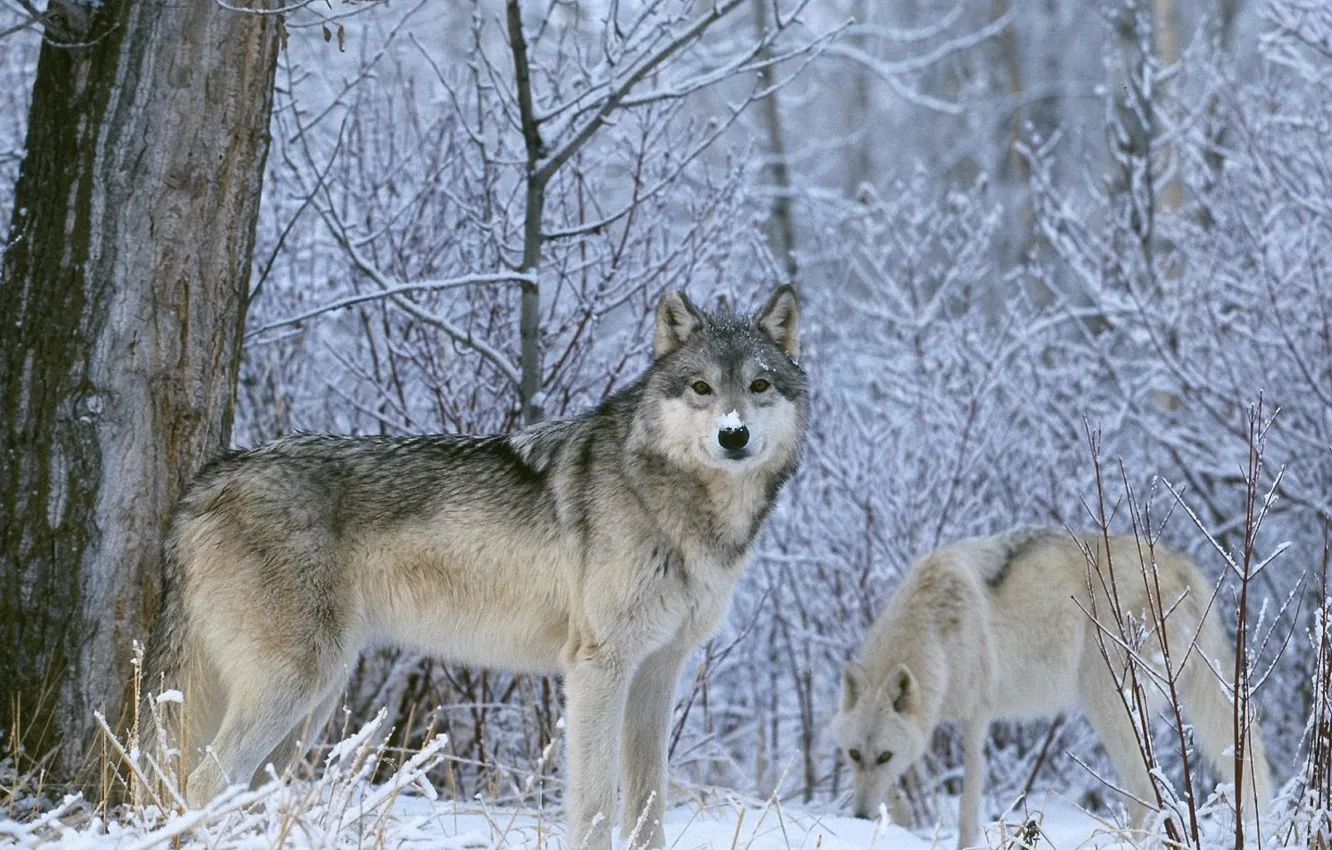 Photo wallpaper winter, look, snow, Wolf, wolves