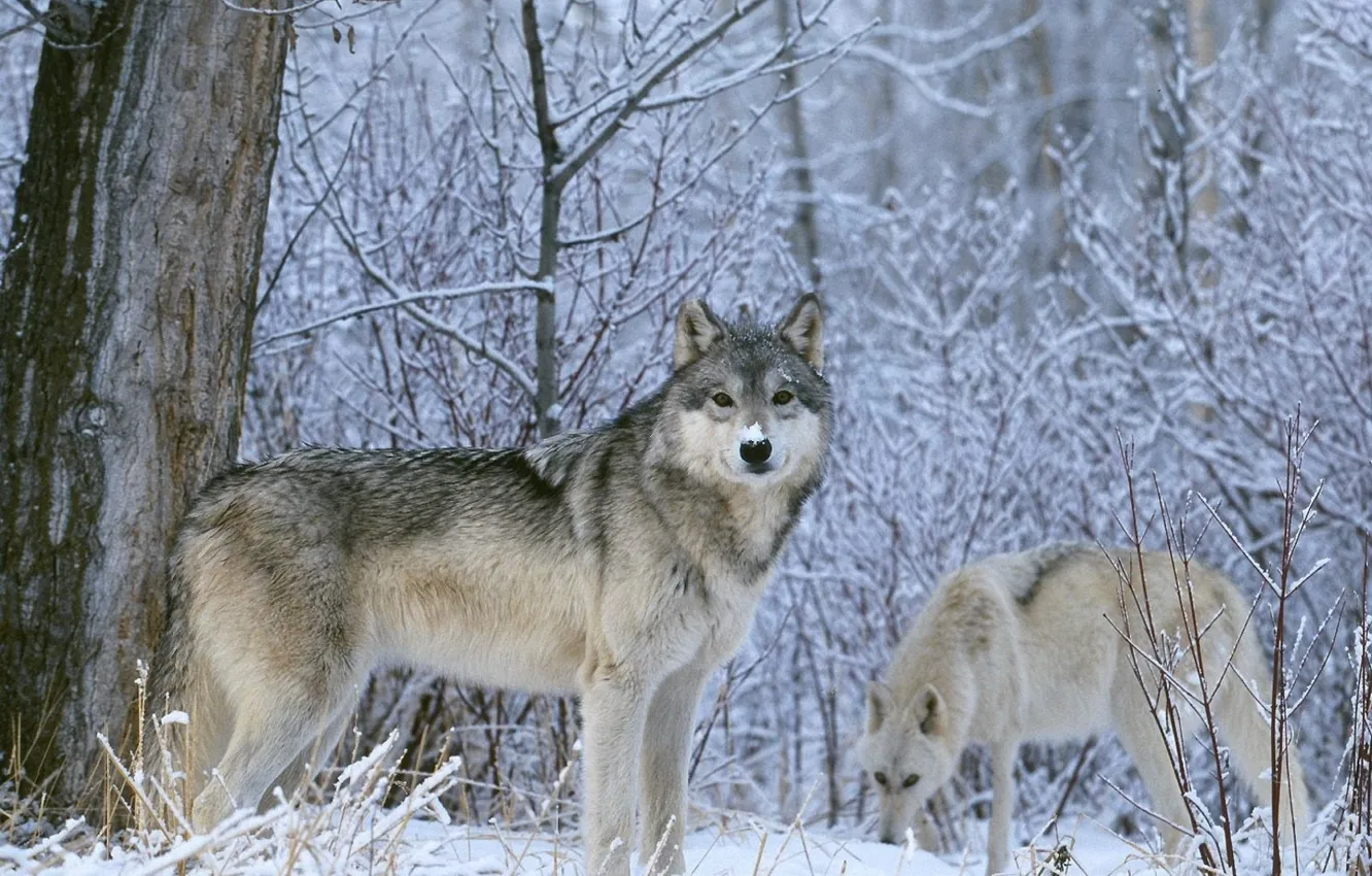 Photo wallpaper winter, look, snow, wolf