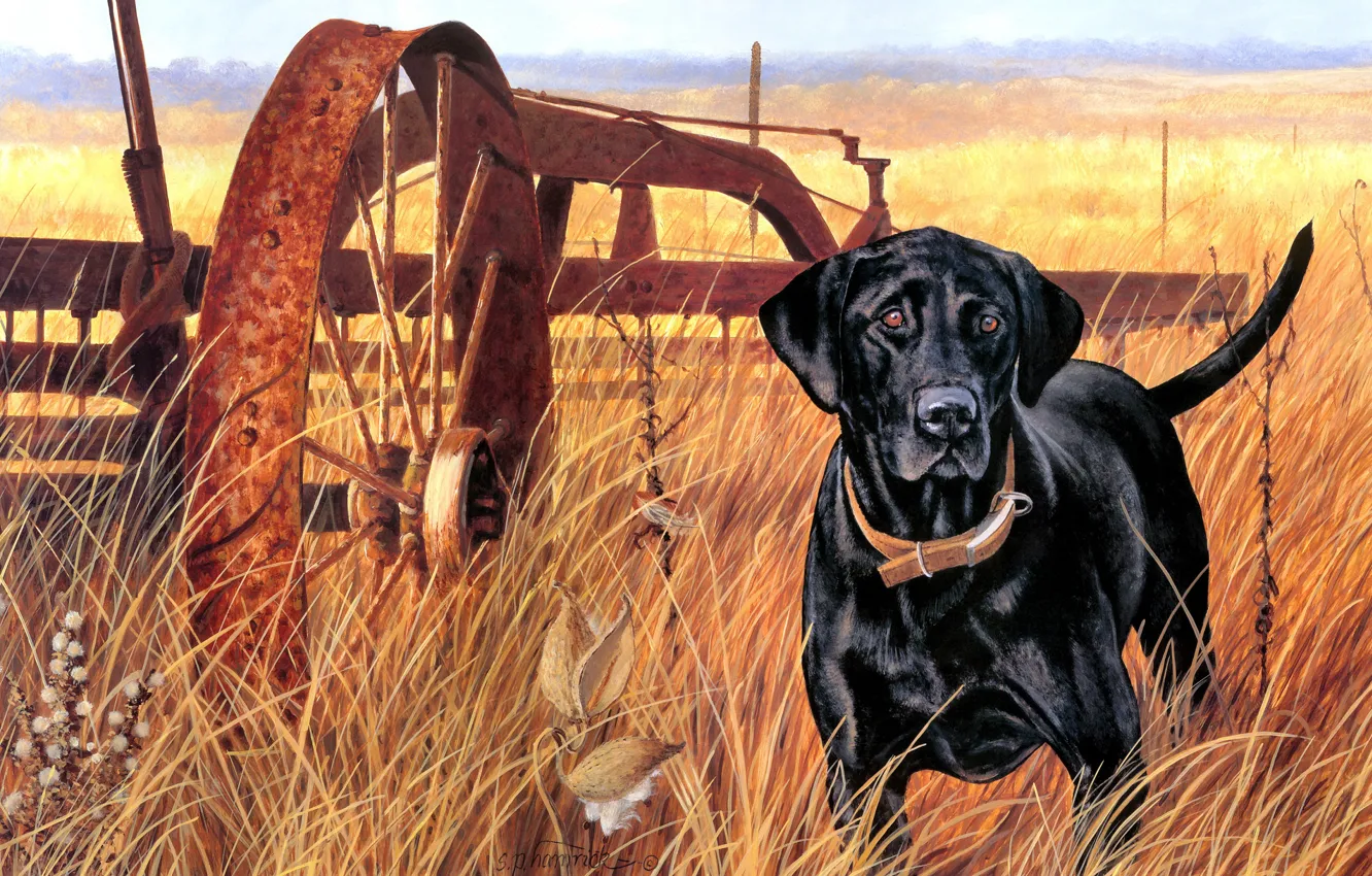 Photo wallpaper field, autumn, grass, look, nature, black, figure, dog